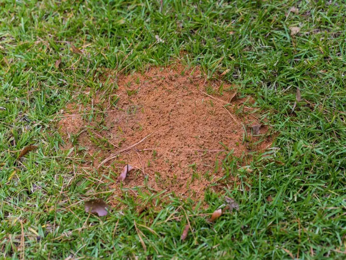 Fire ant mound in lawn that can be treated naturally without toxic chemicals.