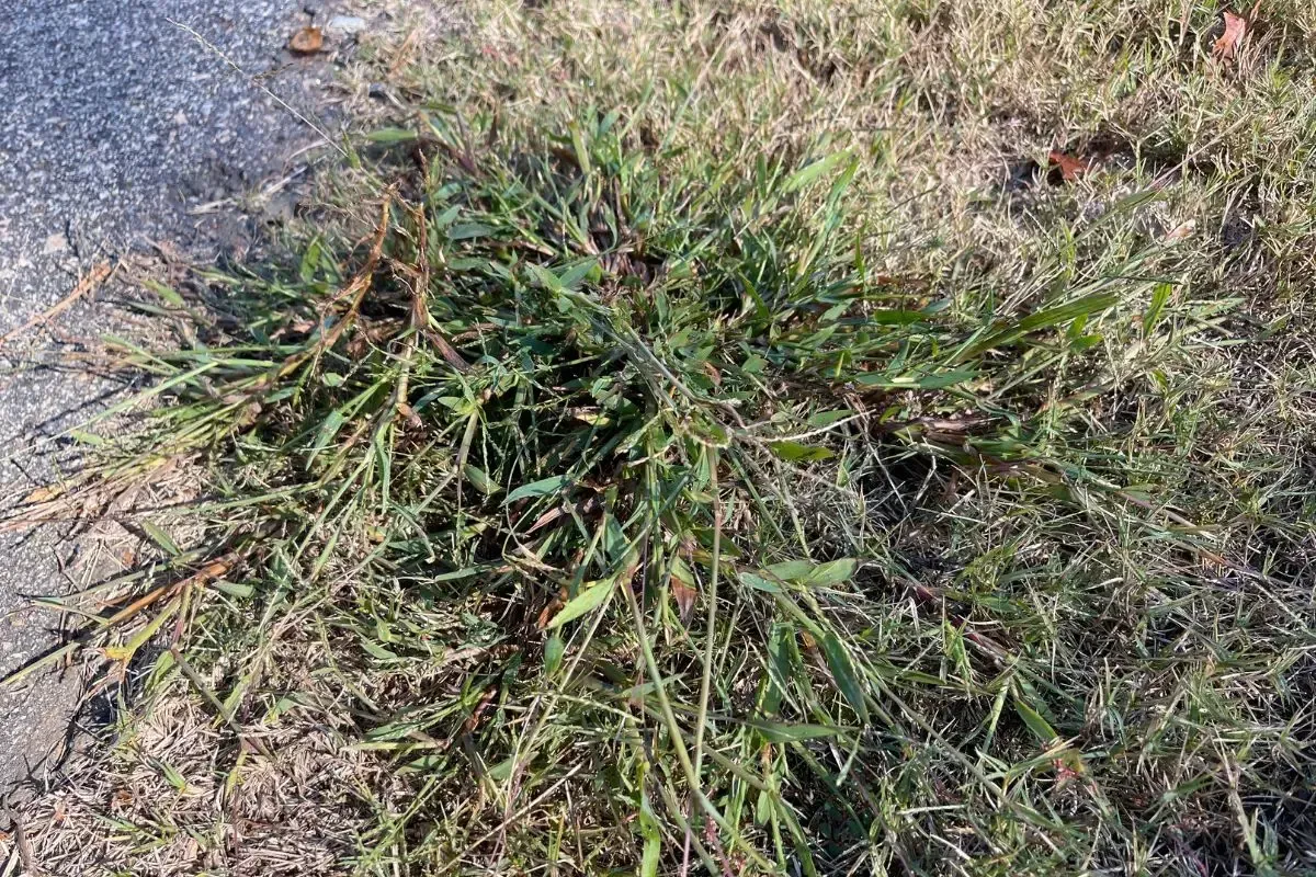 Crabgrass