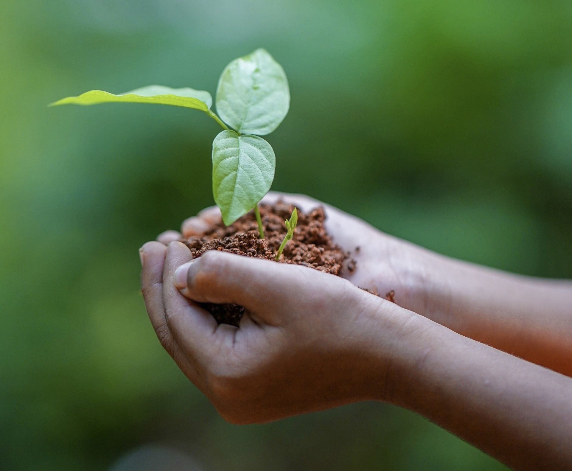 Hands holding a seeding growing out of compost dirt