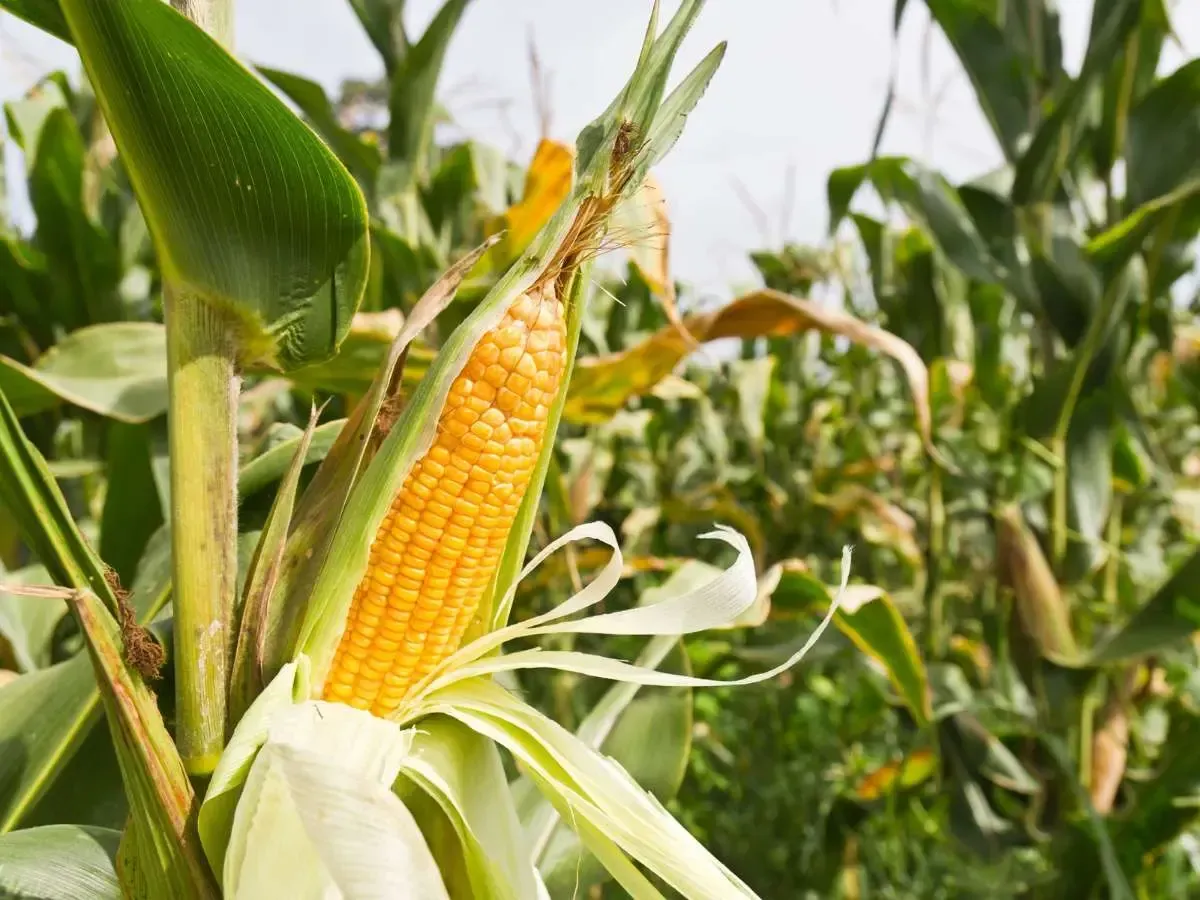 A stalk of corn is where the best organic pre-emergent, corn gluten, originates from.