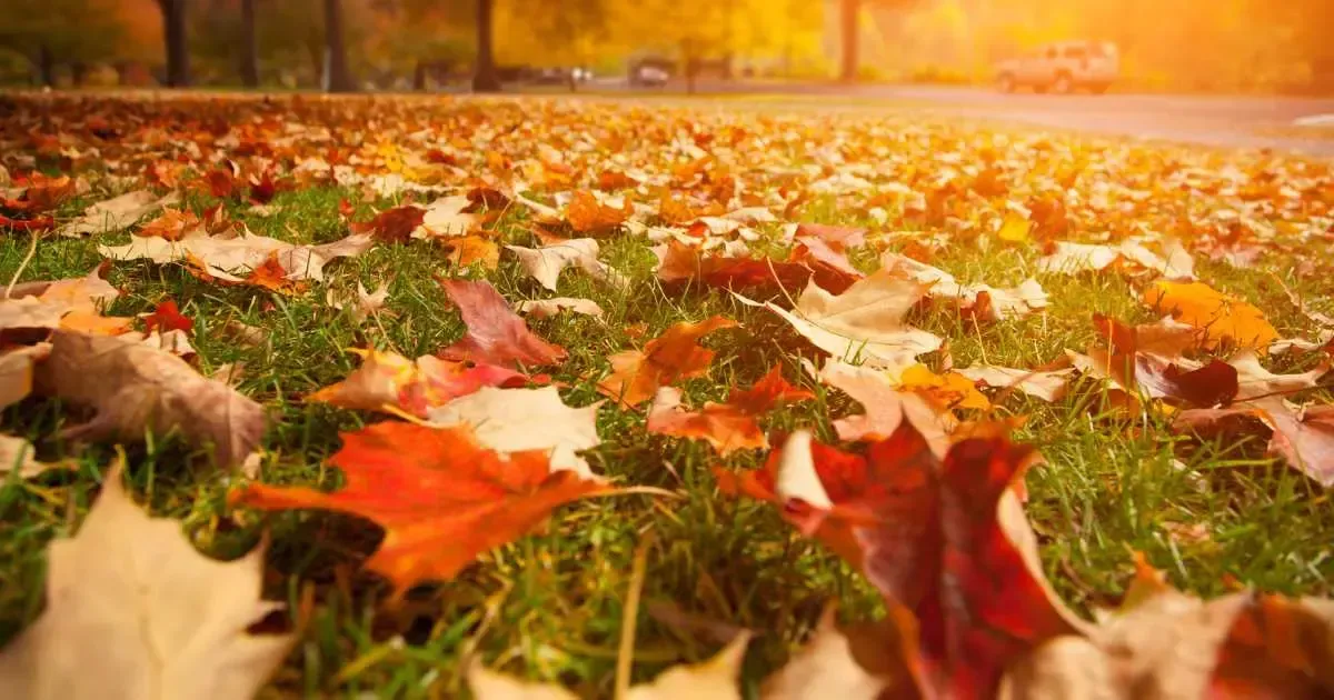 Fall leaves on grass, sign that it's time to plant fescue seed. 