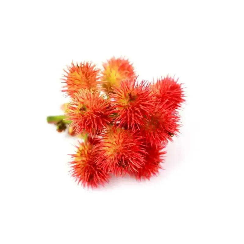 Castor oil plant