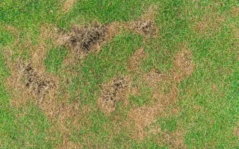 Fungus on lawn that is treatable with organic fungicide