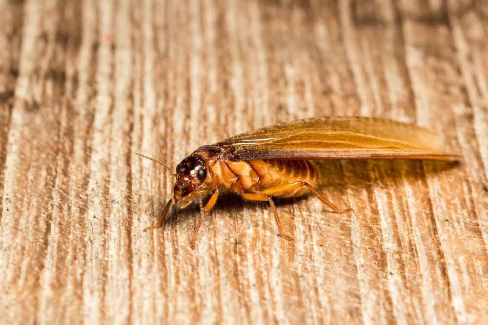 Close Up Image Of Flying Termite