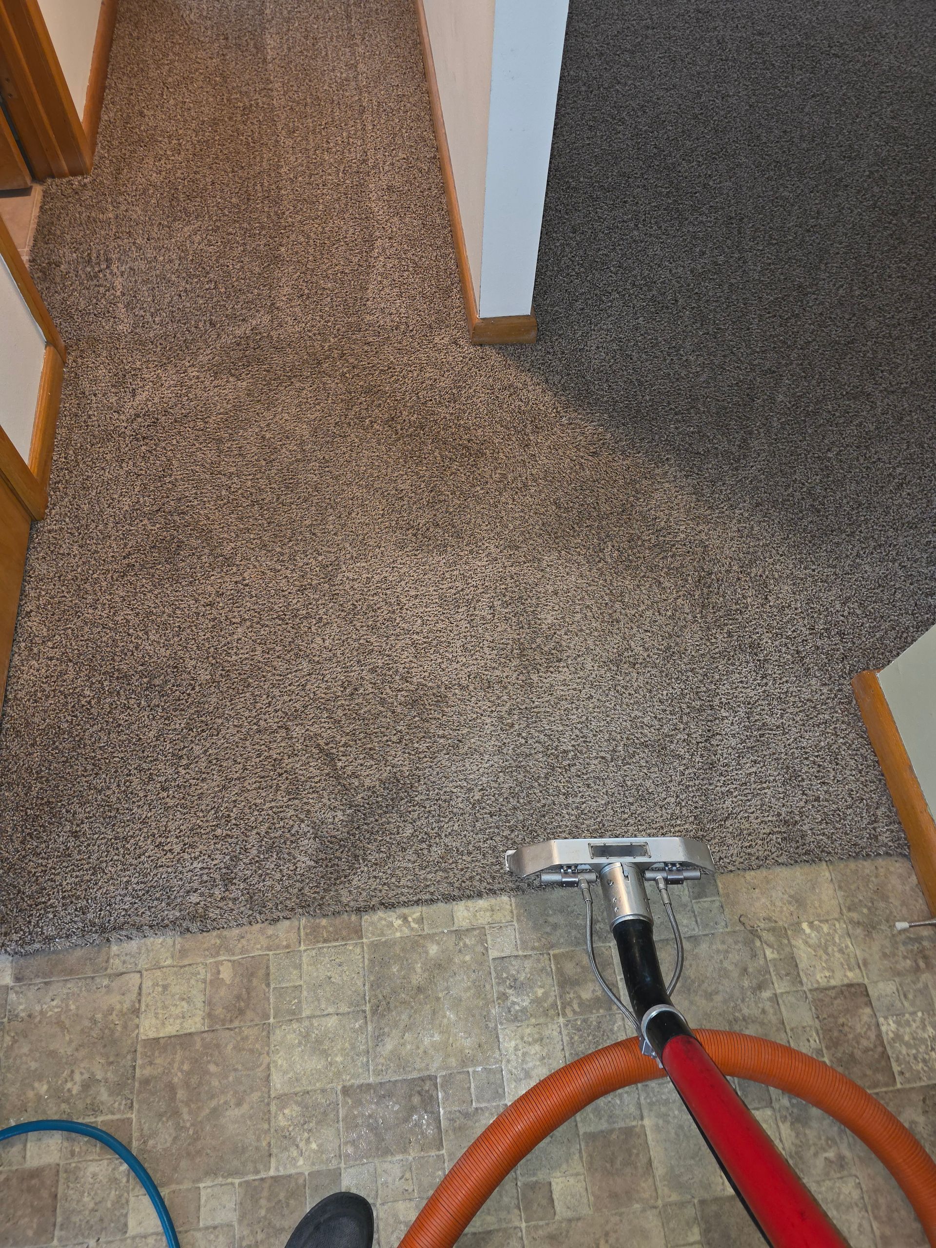 carpet cleaners bismarck