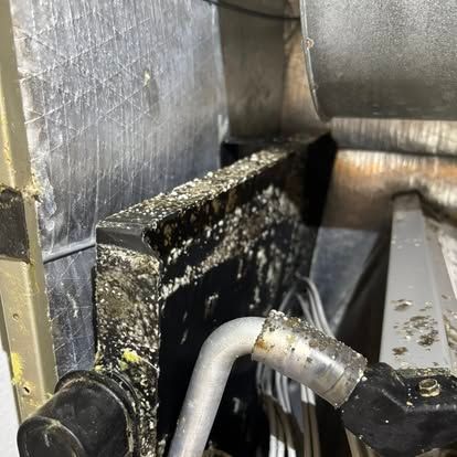 Close-up of HVAC system component covered in white, green, and black grime.