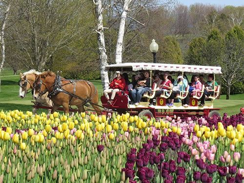 A horse drawn carriage filled with people going through a field of tulips.