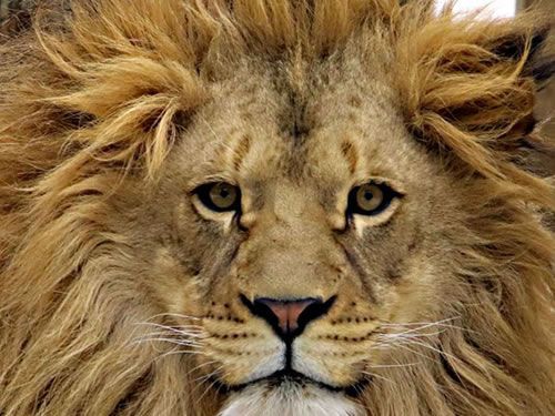 A close up of a lion 's face with a long mane.