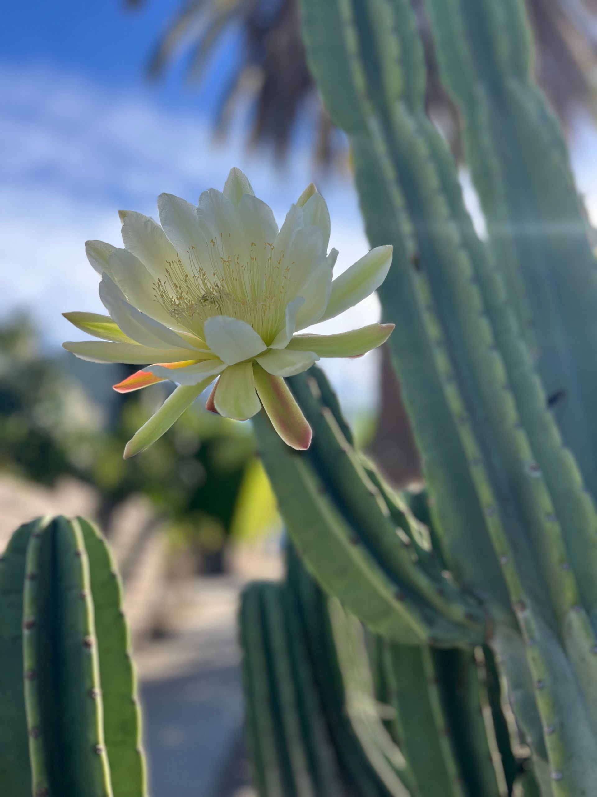 A close up of a white flower on a cactus