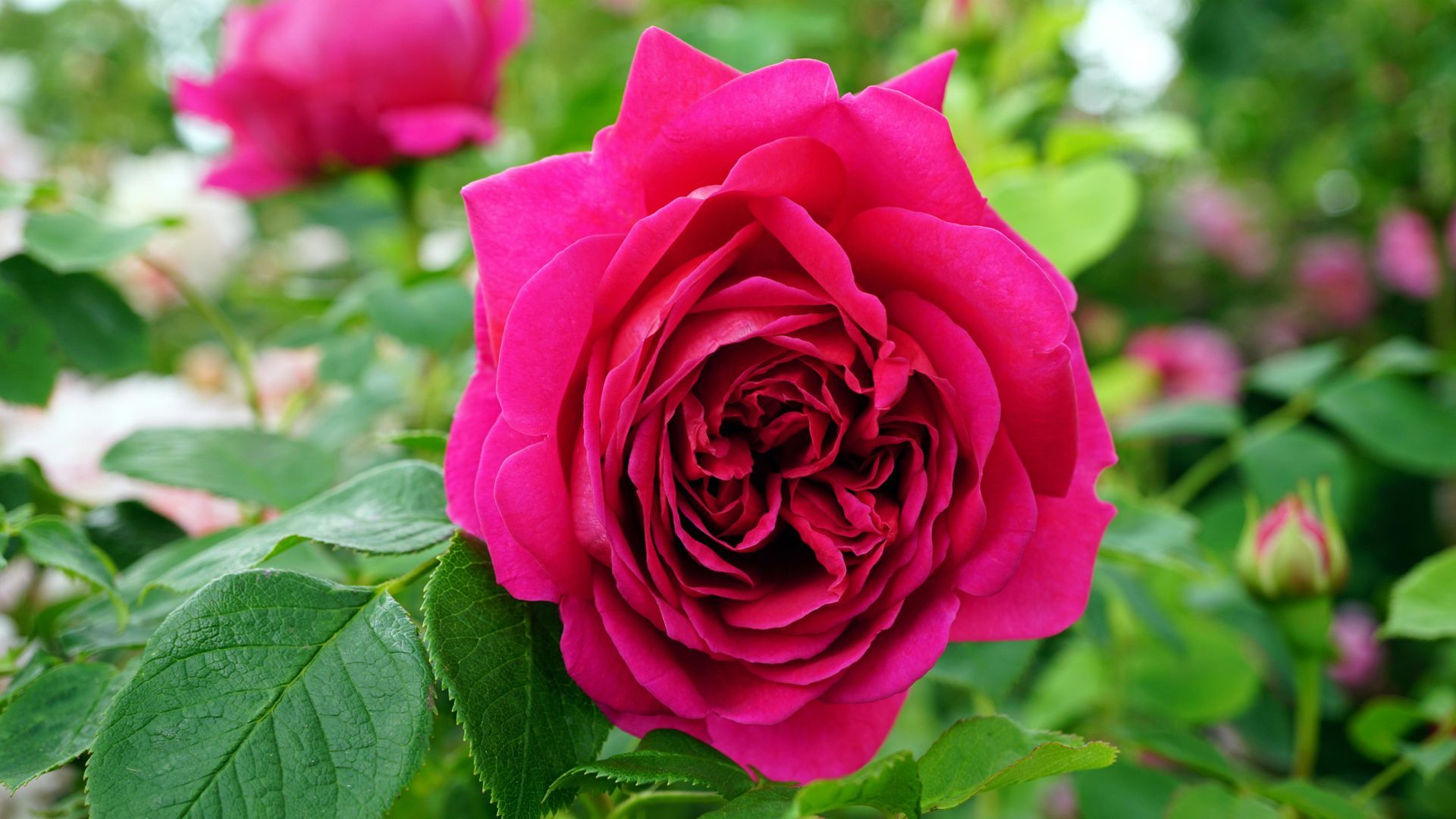 A close up of a pink rose with green leaves in a garden.