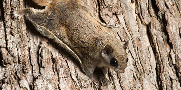 A flying squirrel is sitting on a tree trunk.