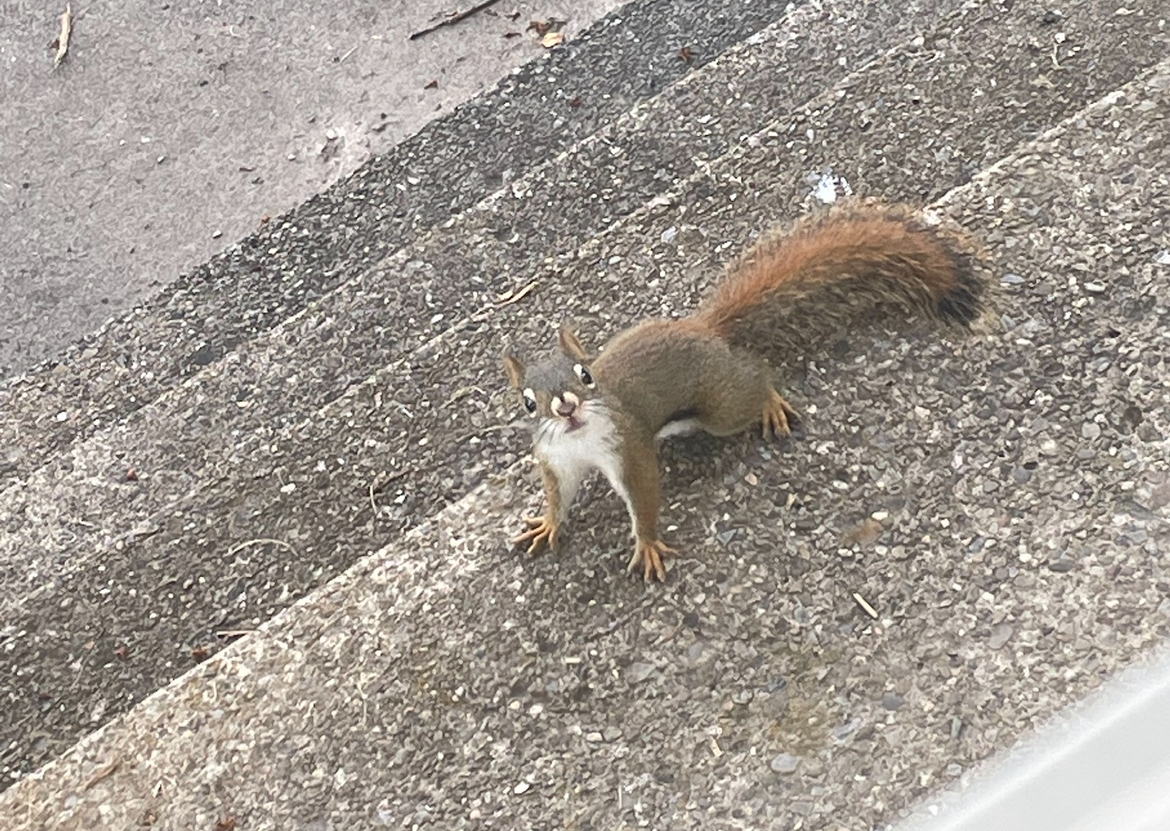 A squirrel is standing on a concrete surface.