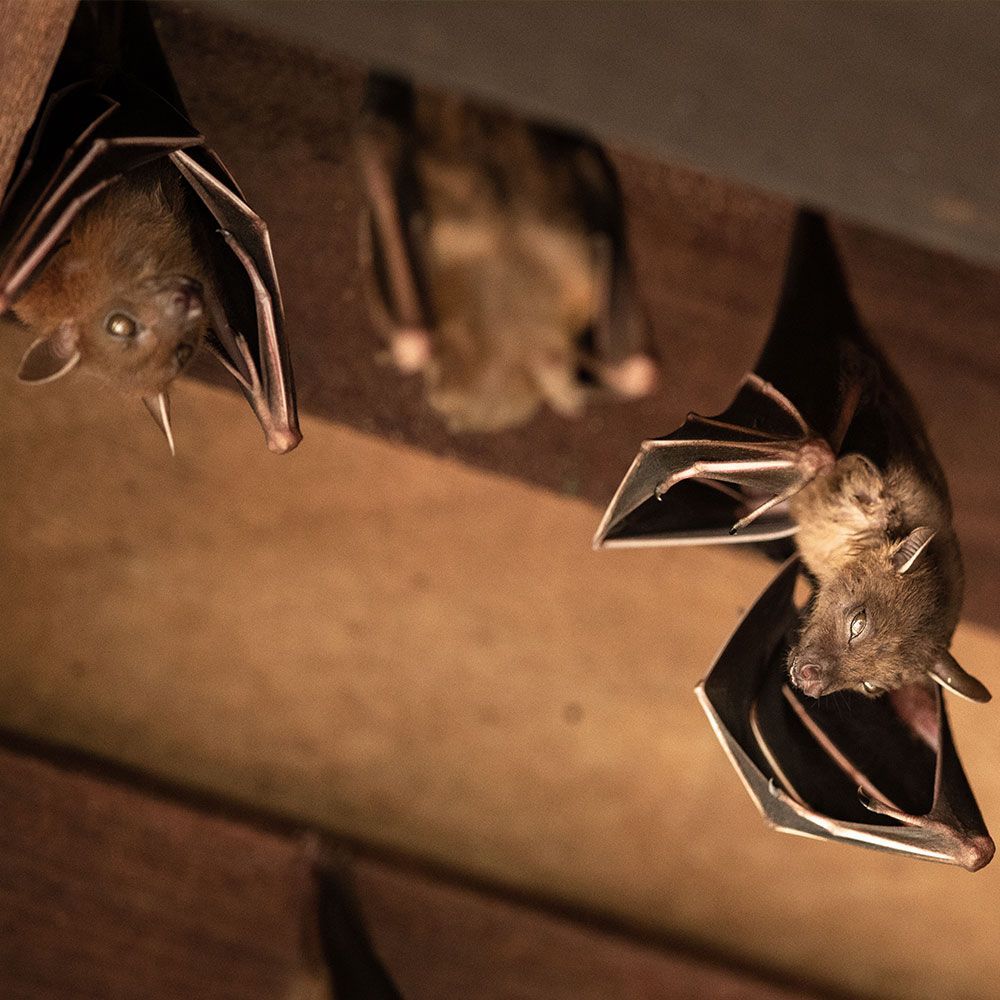 Bats Hangin on the Ceiling