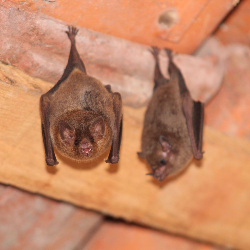 Two Small Bats