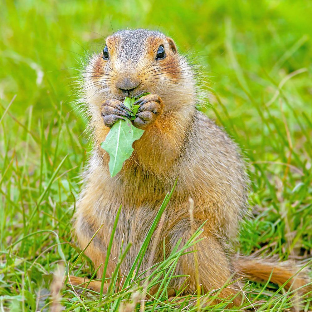 Rodent Eating it's Food
