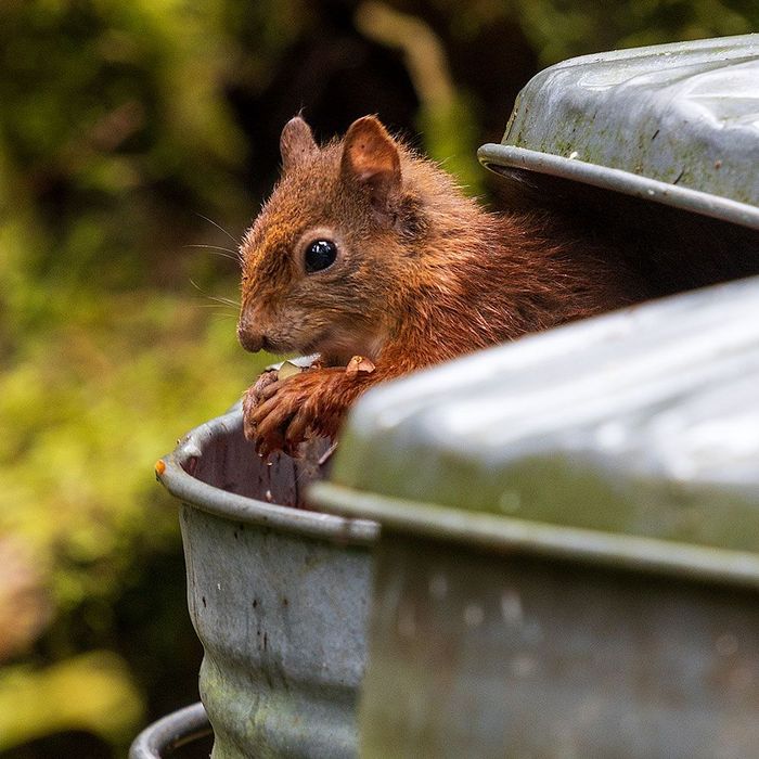 Squirrel Holding it's Food