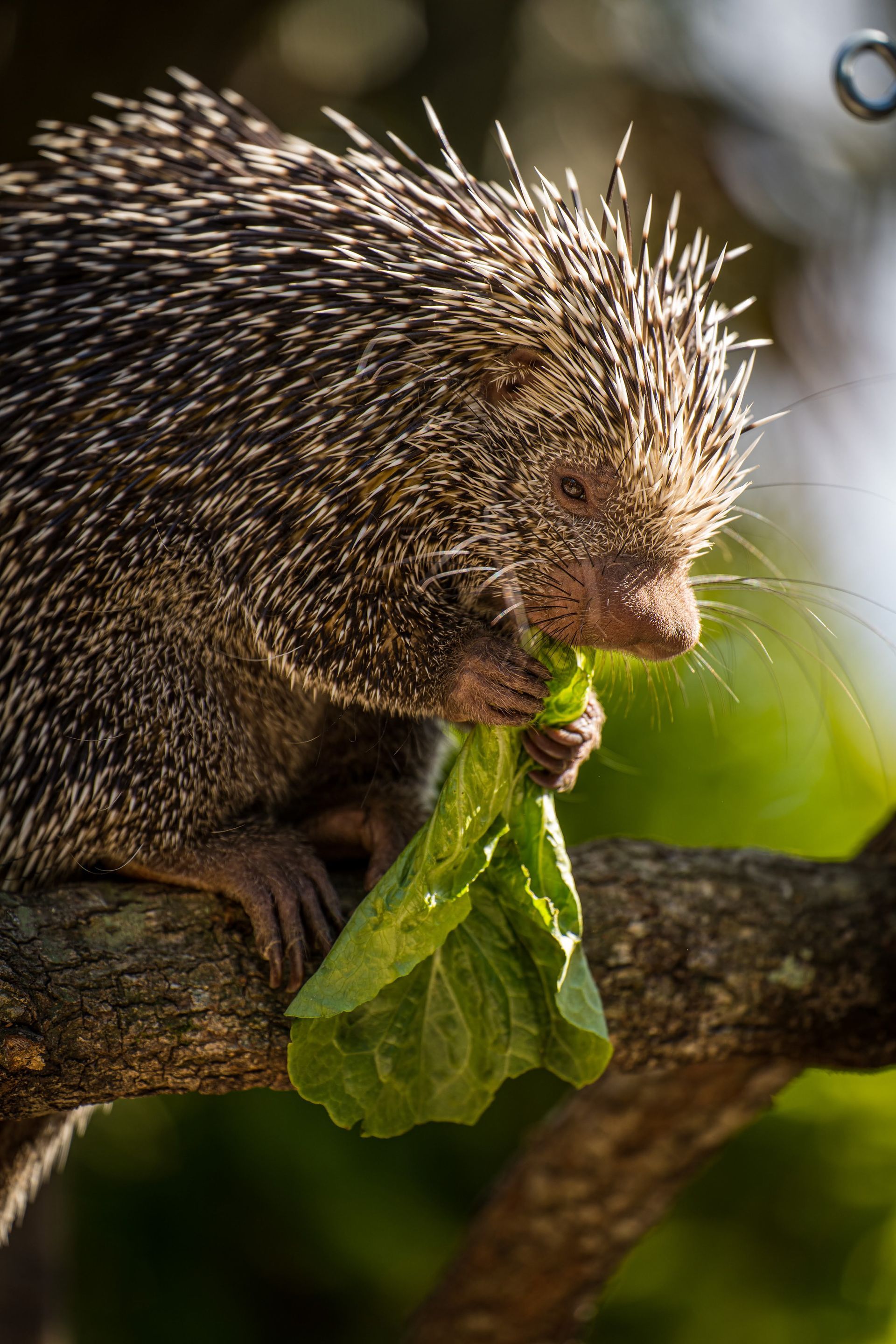 Porcupine Eating Vegetable Leaf