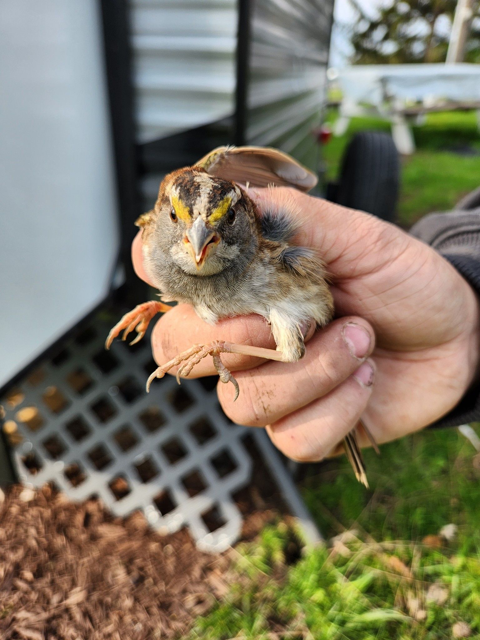 A person is holding a small bird in their hand.