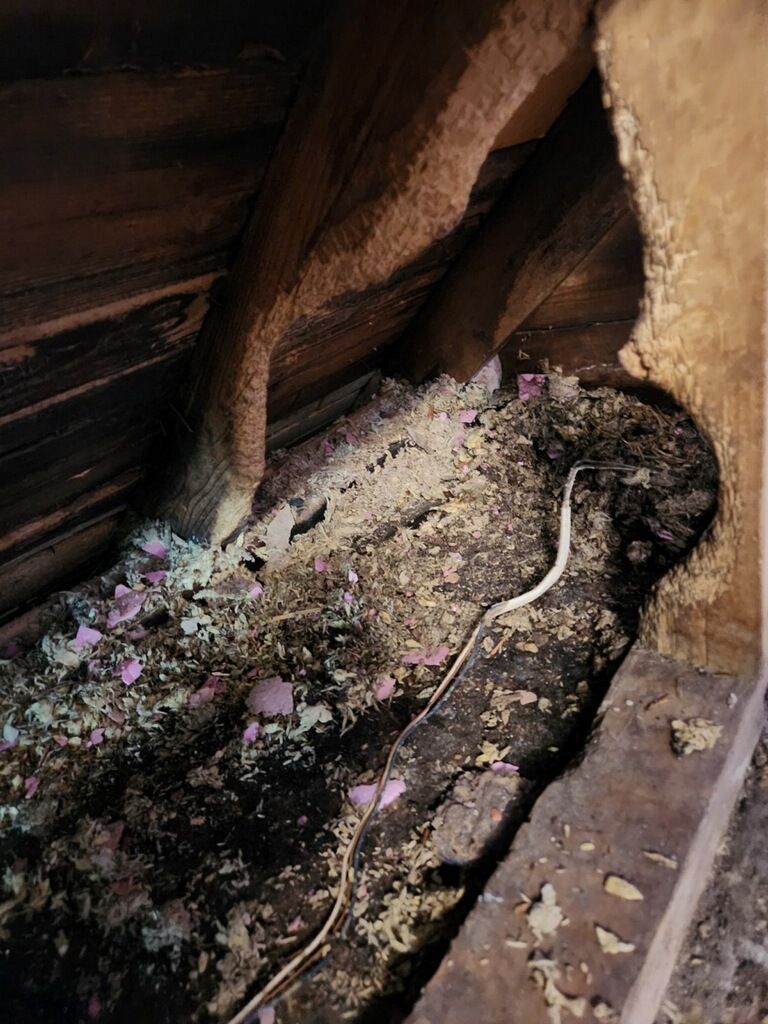 A snake is crawling through a hole in the ceiling of a building.