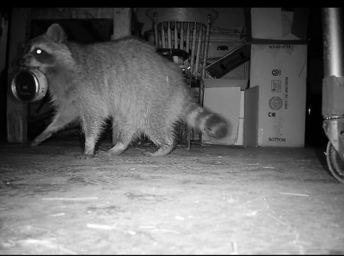 Raccoon carrying a container in its mouth inside a cluttered, dimly lit storage area.