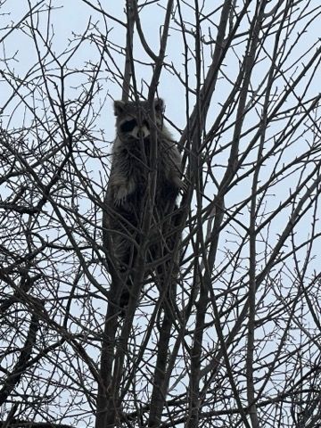 Raccoon perched in a bare tree, looking toward the camera. Overcast sky in the background.