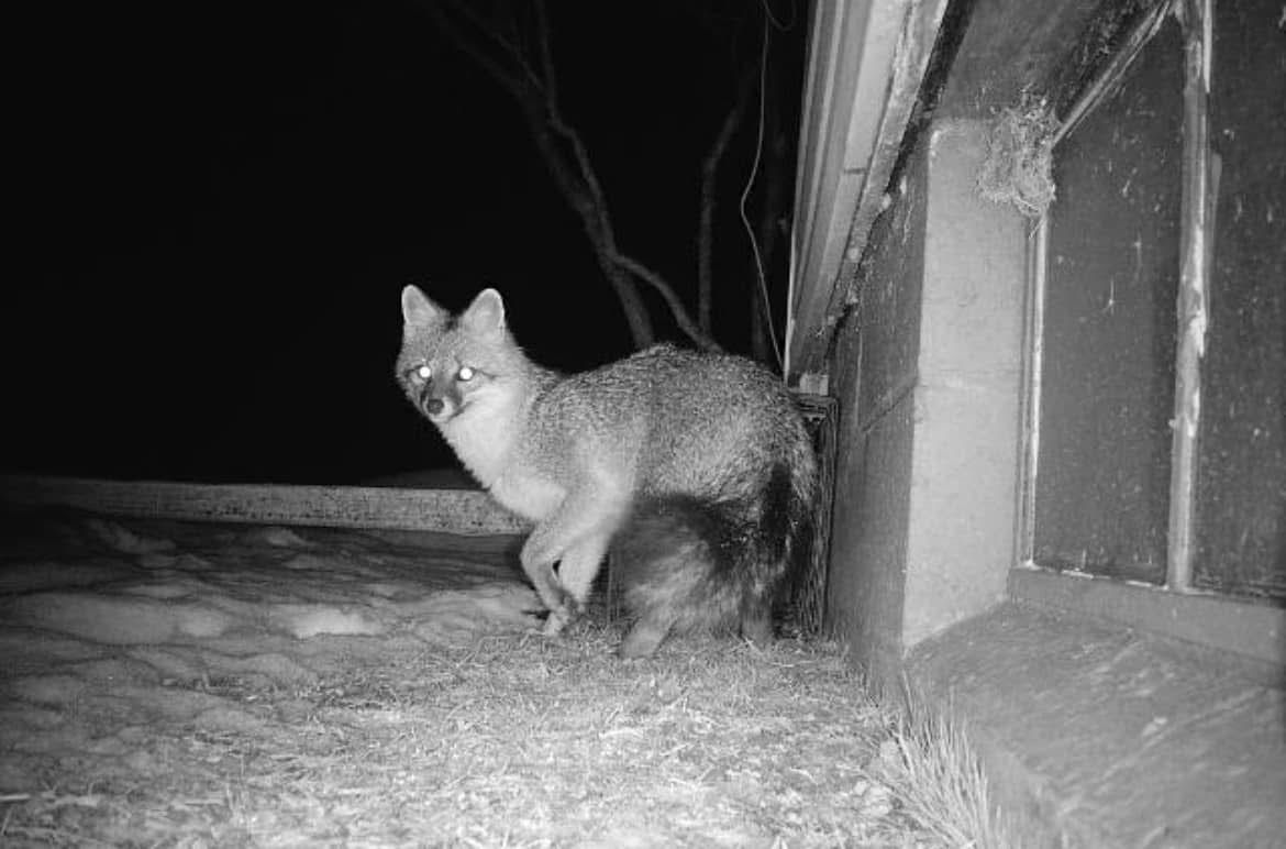 Gray fox standing near a building at night. It looks towards the camera.