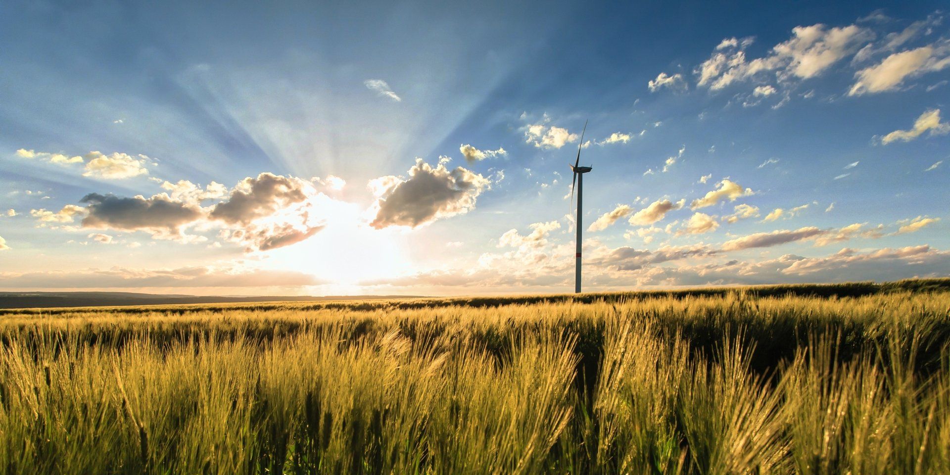 wheat field with windmill