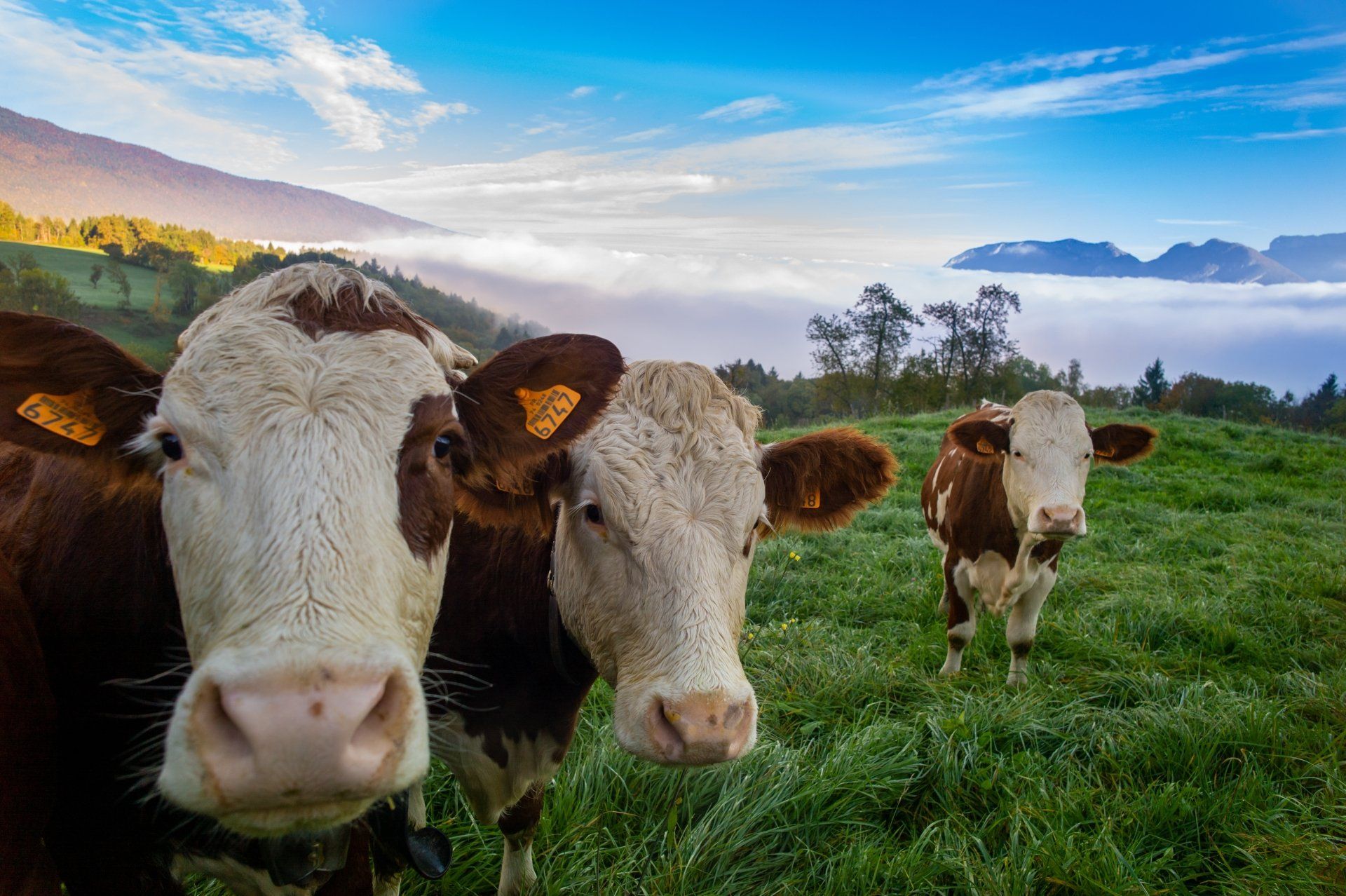 cows grazing in field looking at camera