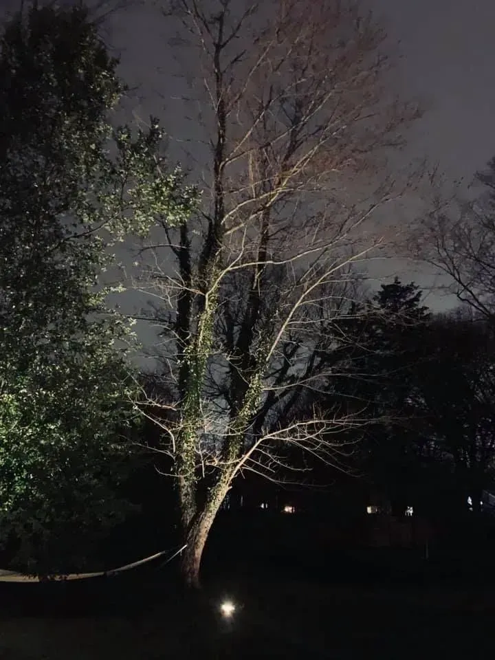A tree is lit up at night in a dark forest.