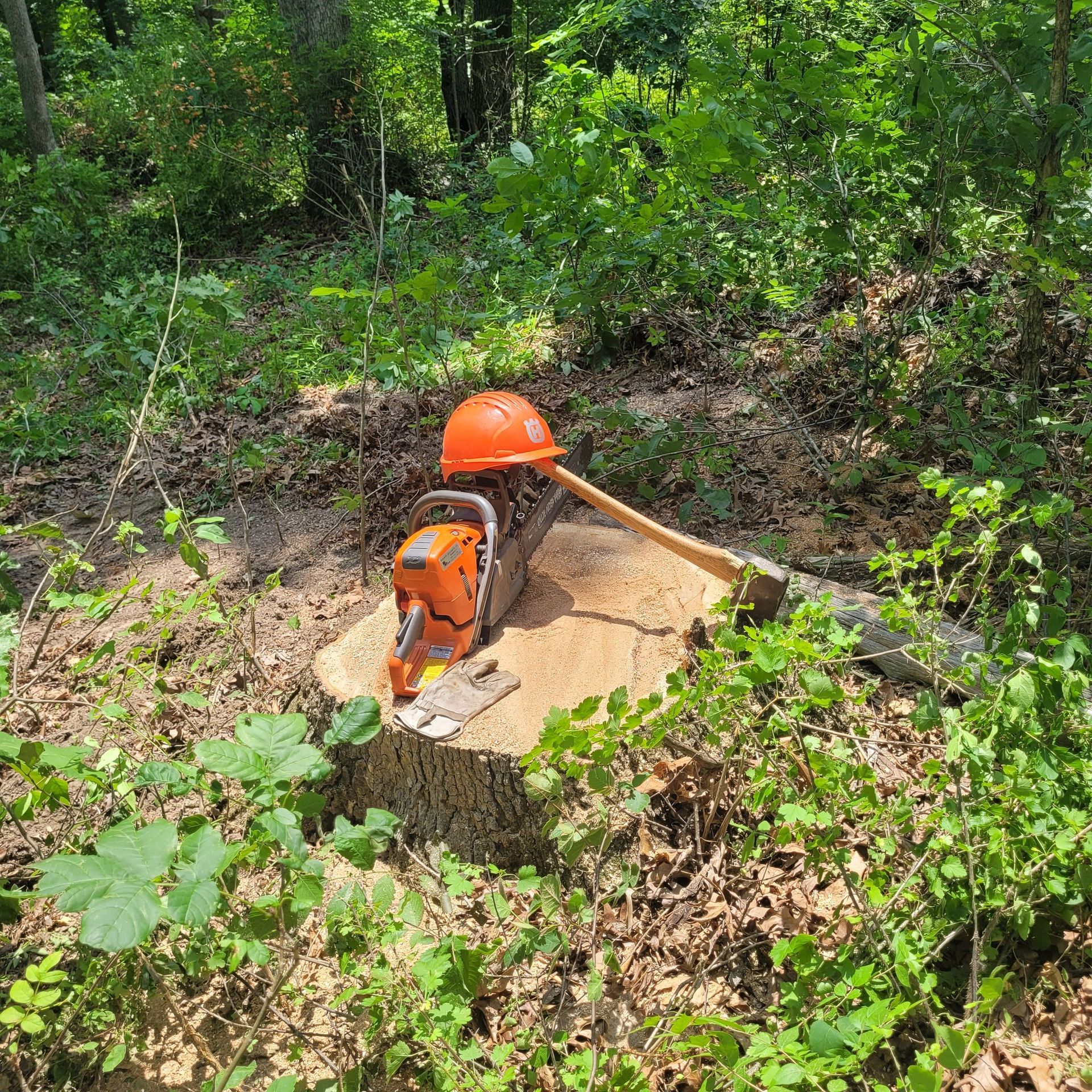 A chainsaw is sitting on top of a tree stump in the woods.