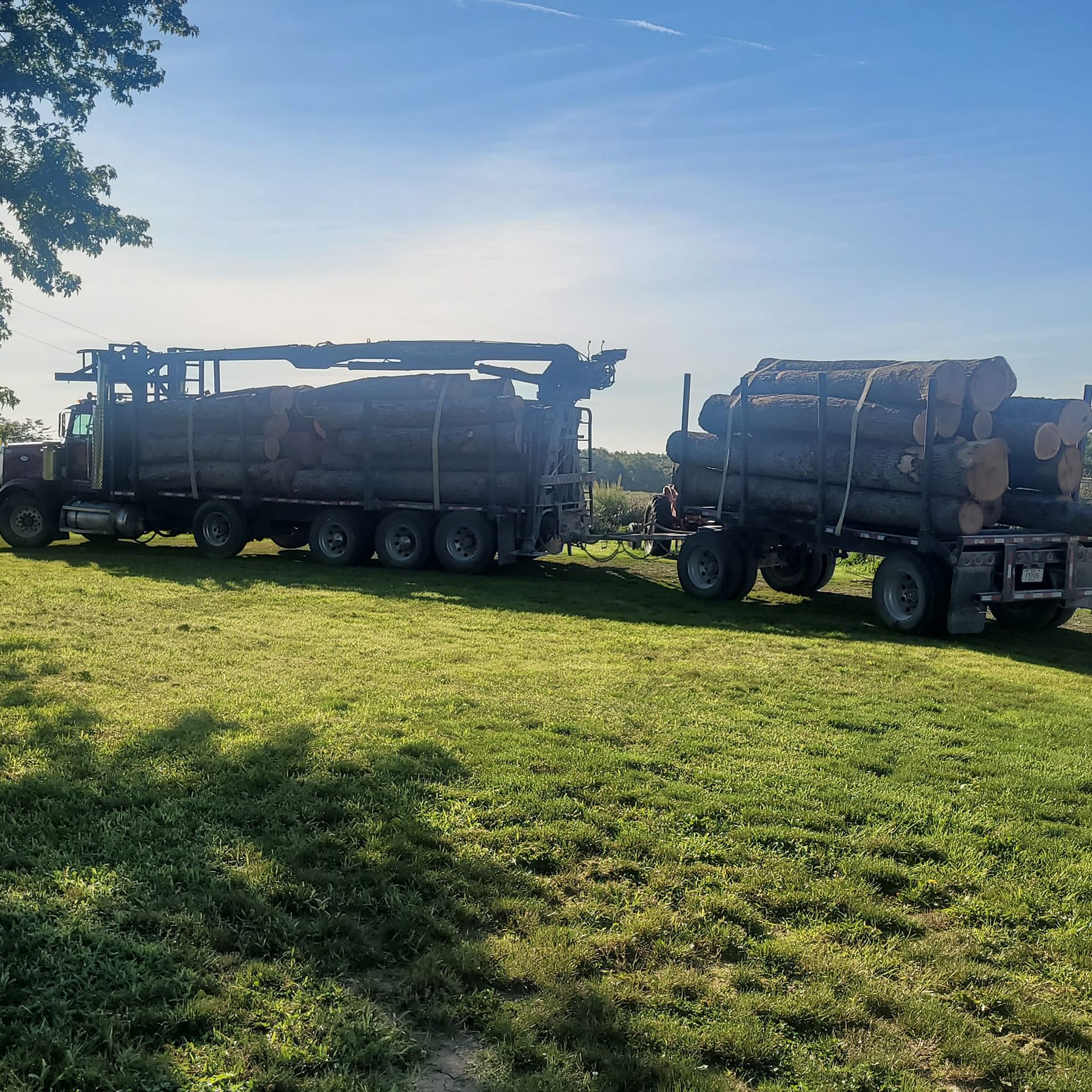 A forest filled with lots of trees and leaves on a sunny day.