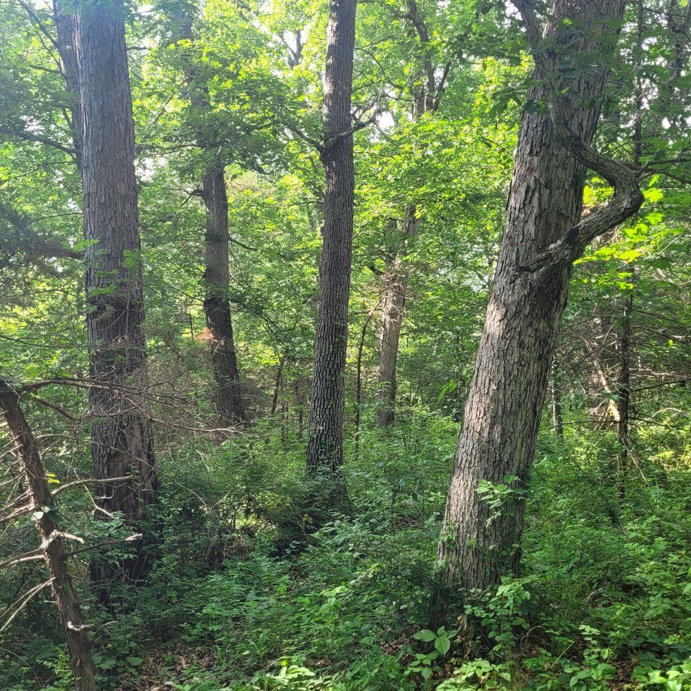 A forest filled with lots of trees and leaves on a sunny day.