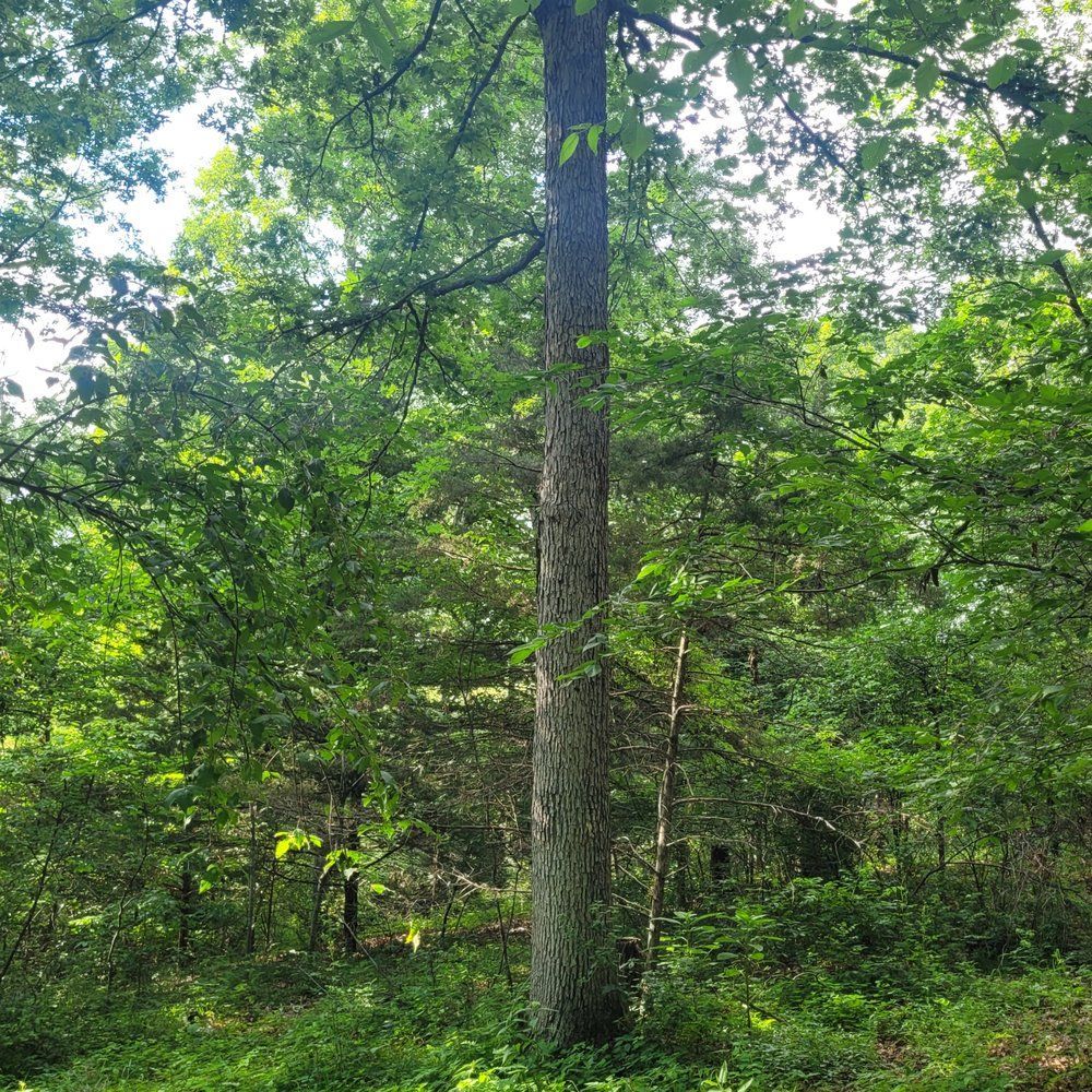 A large tree in the middle of a forest surrounded by other trees.