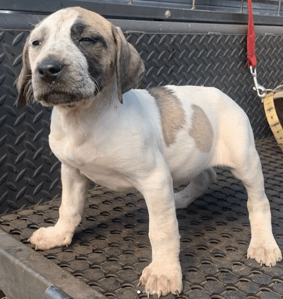 Bull Arab Puppy — Hunting Supplies in Kingaroy, QLD