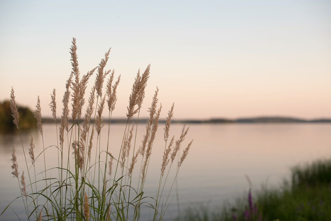 Tall grass with seed heads near a lake at sunset; soft, pastel colors.