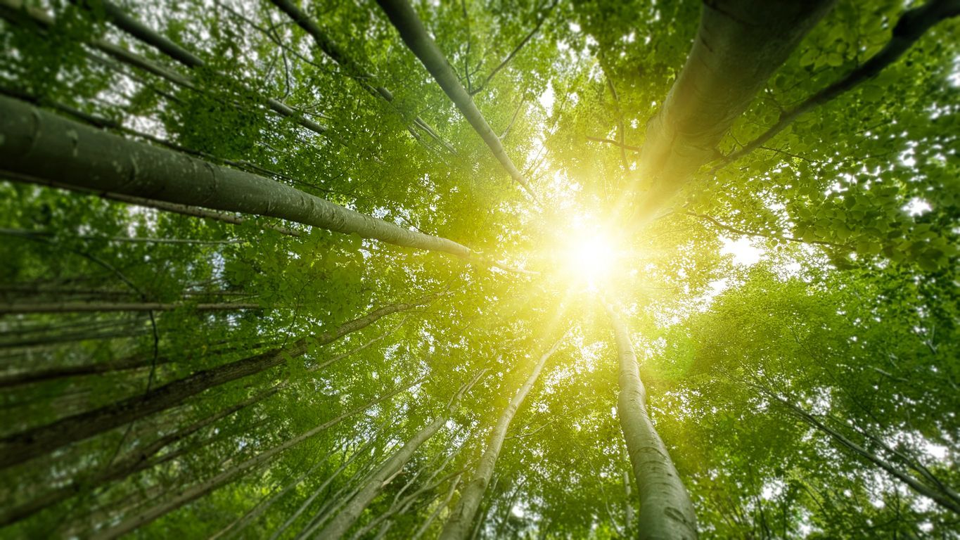 Sunlight shining through tall green trees in a forest.