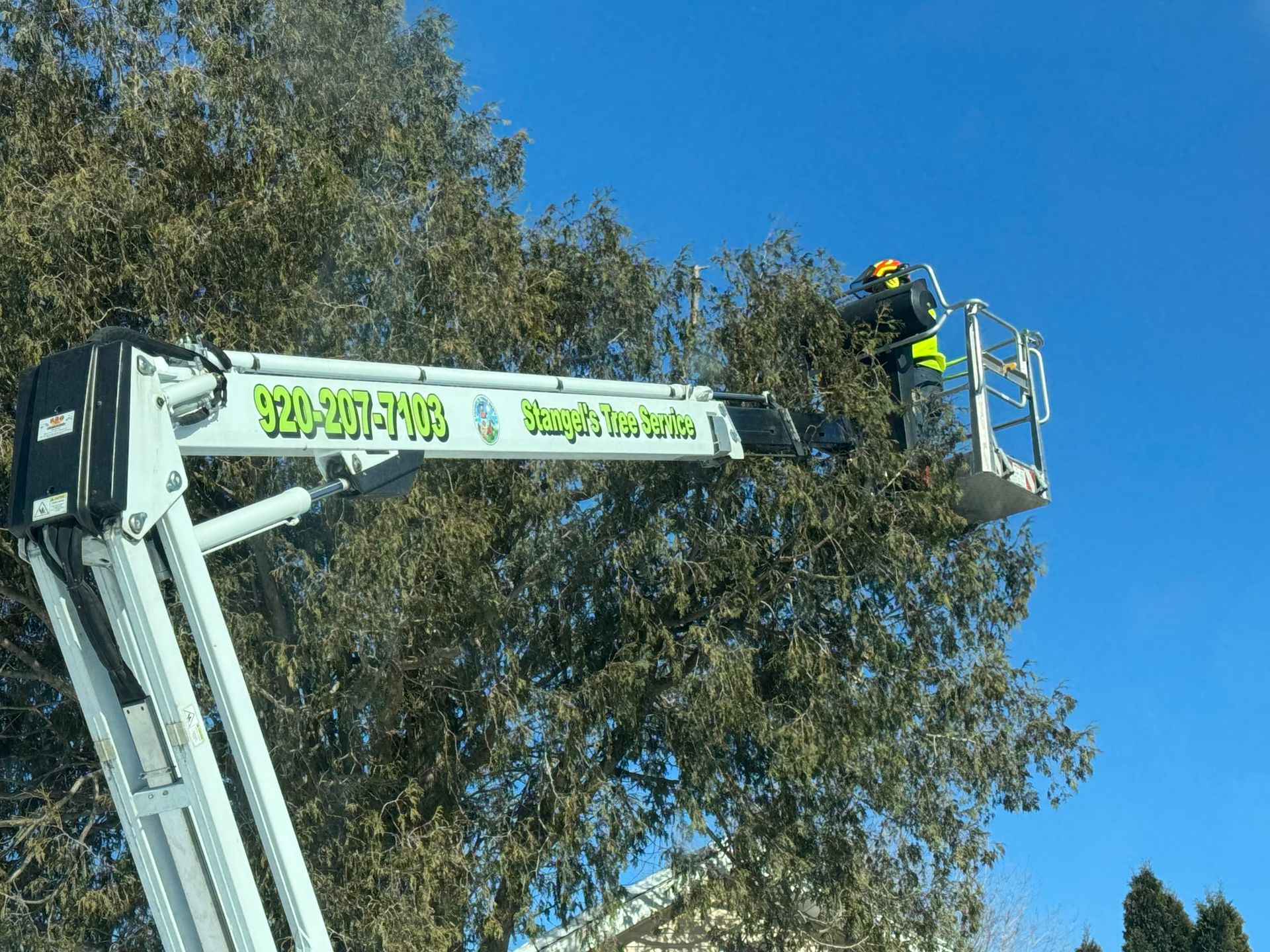 A person in a lift trimming branches from a tree against a blue sky.