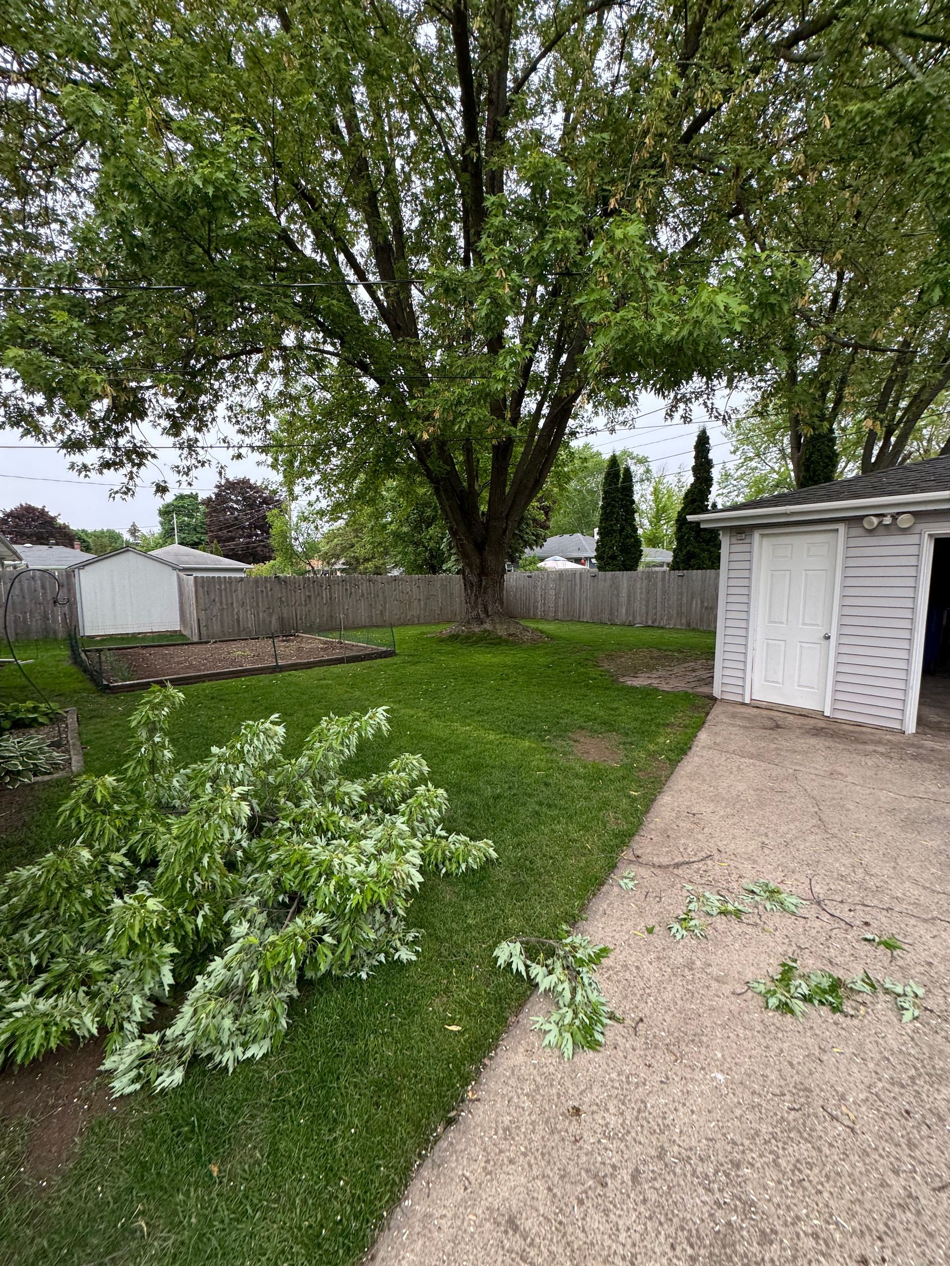 Backyard with large tree, shed, and green grass. A bush with fallen branches is visible.