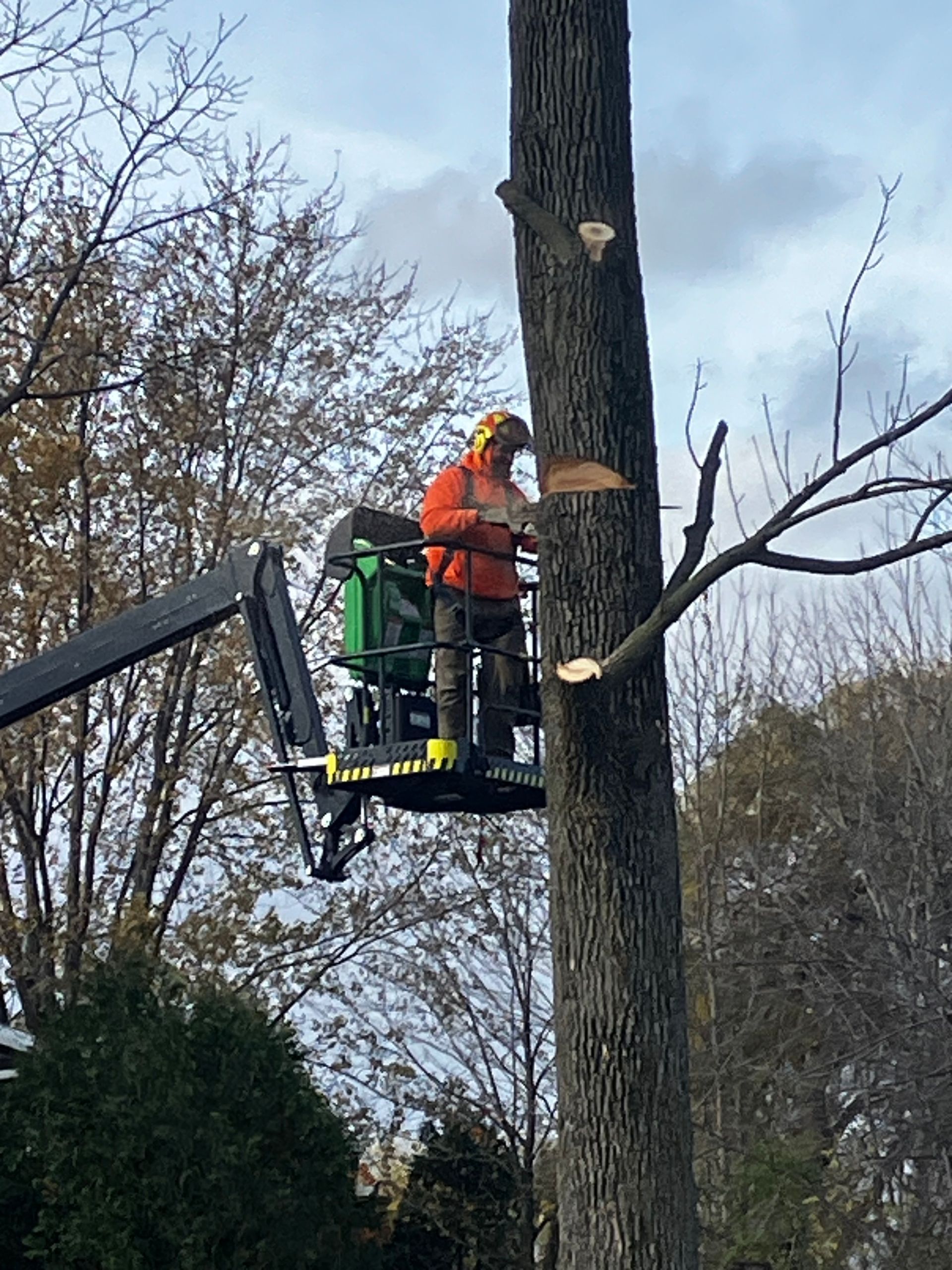 A tree service worker in a lift basket is trimming a tall tree.