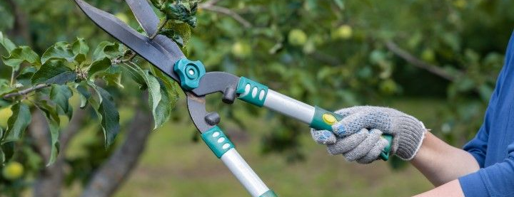 Trimming a thin tree branch