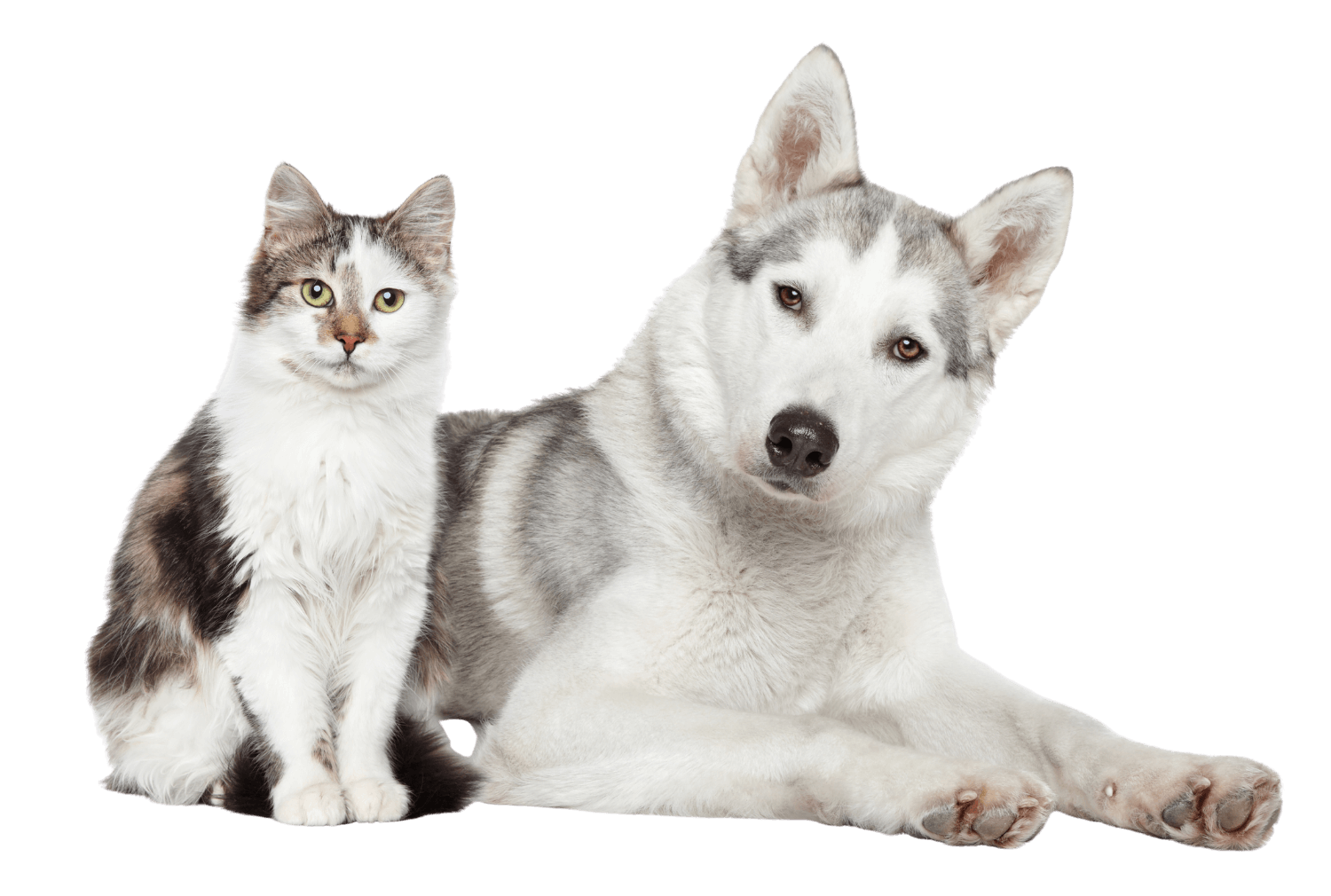 A gray and white cat sits beside a gray and white husky