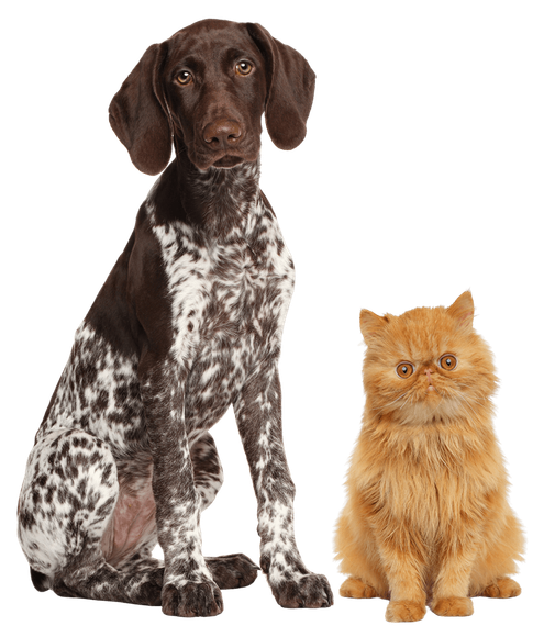A tall brown and white spotted dog sits beside a fluffy orange cat