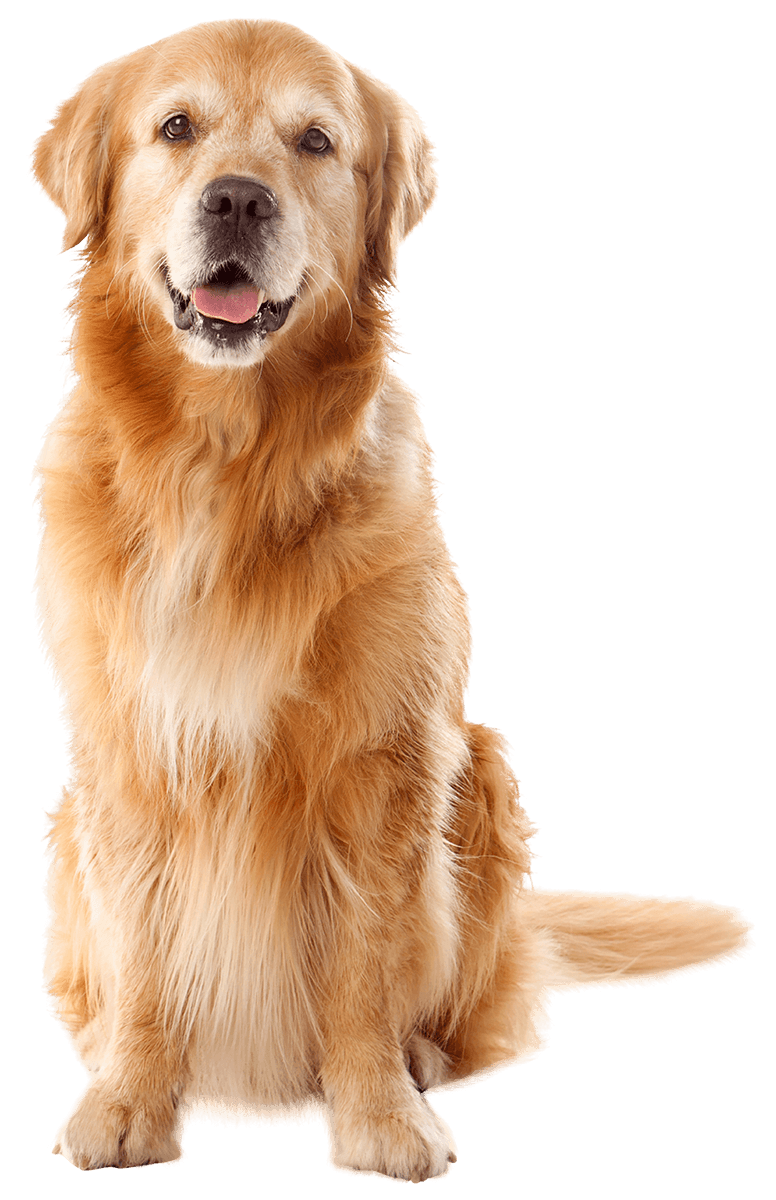 Golden retriever sitting against a transparent background, gazing forward with a friendly expression