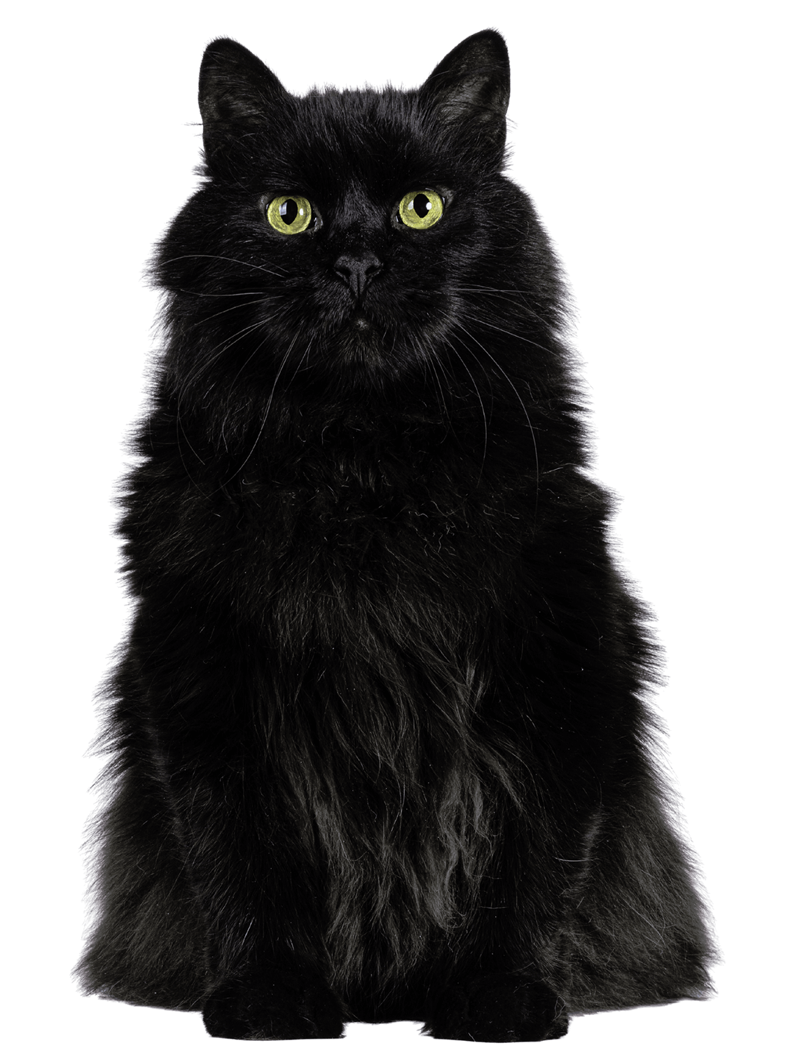 Fluffy black cat with bright green eyes Fluffy black cat with bright green eyes