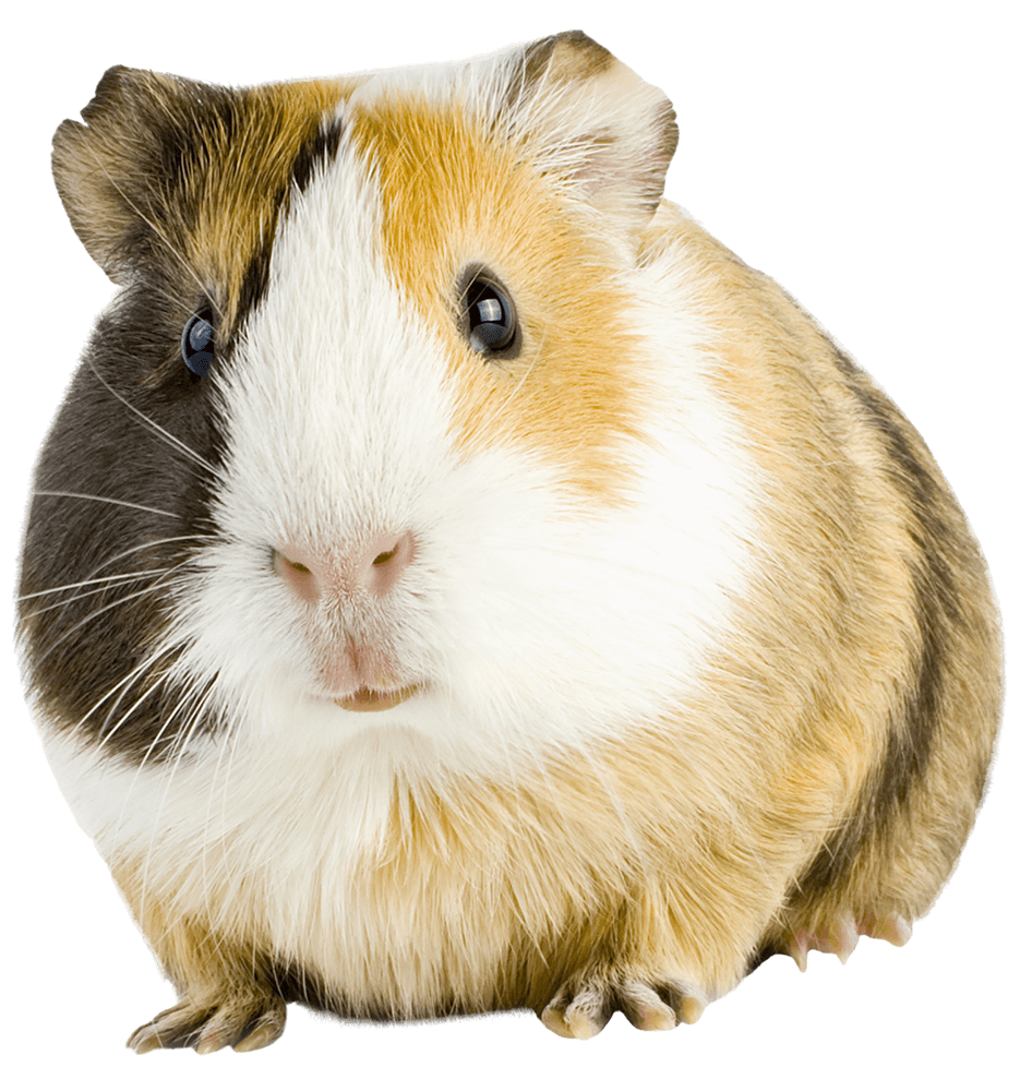 Cute guinea pig with fluffy tri-colored fur in white, brown, and tan Cute guinea pig with fluffy tri-colored fur in white, brown, and tan