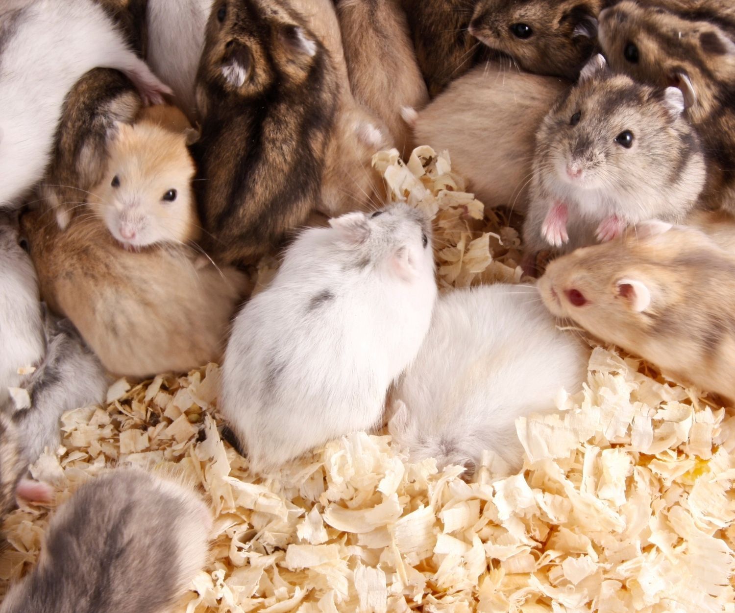 A group of cozy hamsters in various colors are nestled together on soft wood shavings