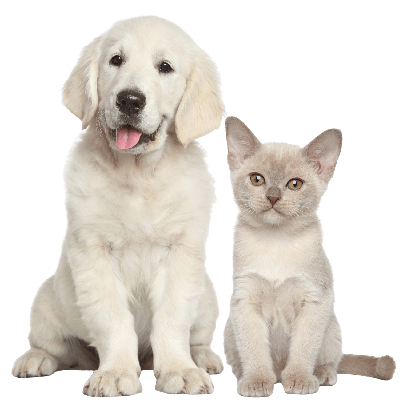 A fluffy Golden Retriever puppy and a sleek, light beige kitten sit side by side A fluffy Golden Retriever puppy and a sleek, light beige kitten sit side by side