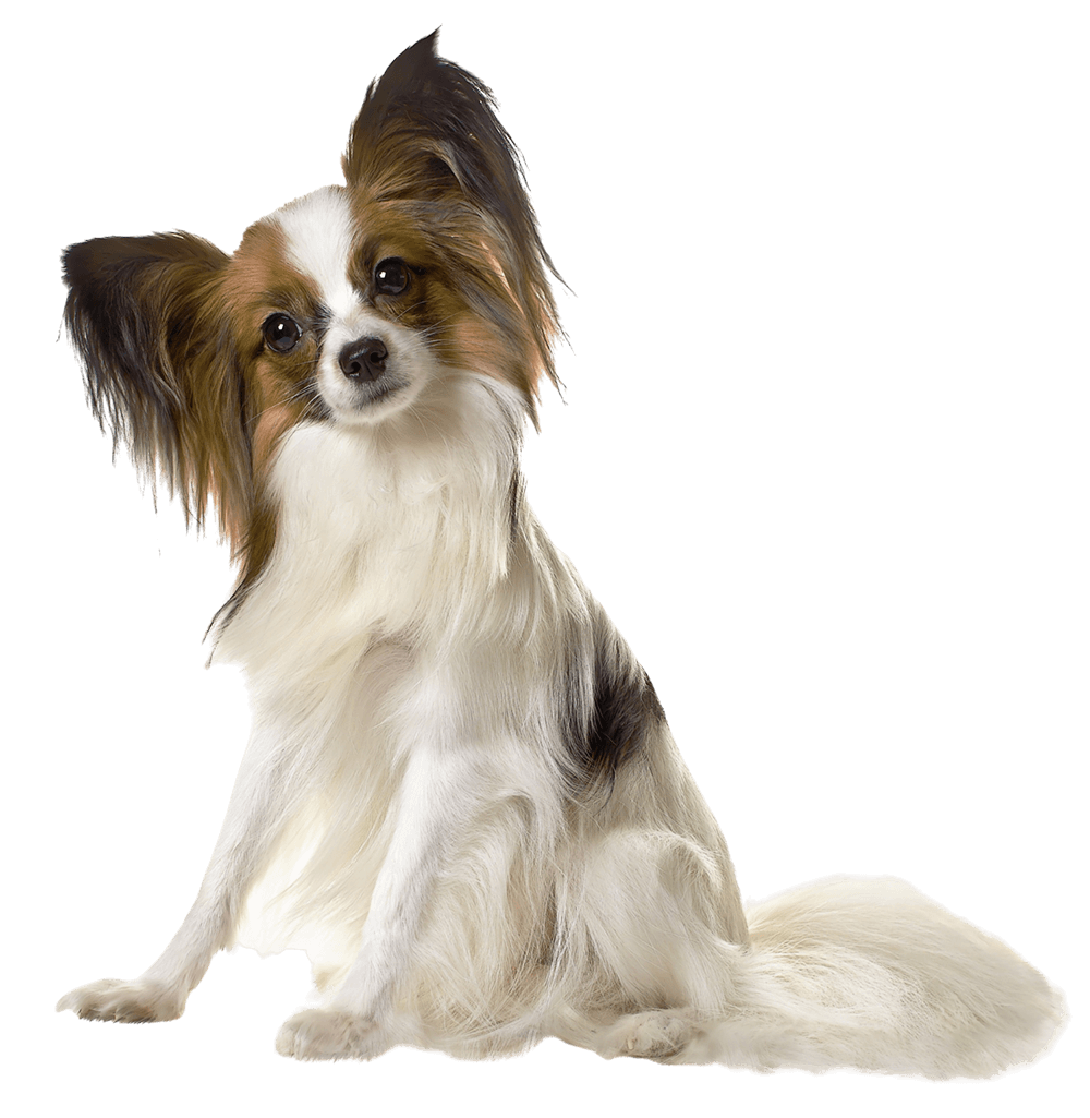 Papillon dog with large, floppy ears and long, white and brown fur Papillon dog with large, floppy ears and long, white and brown fur