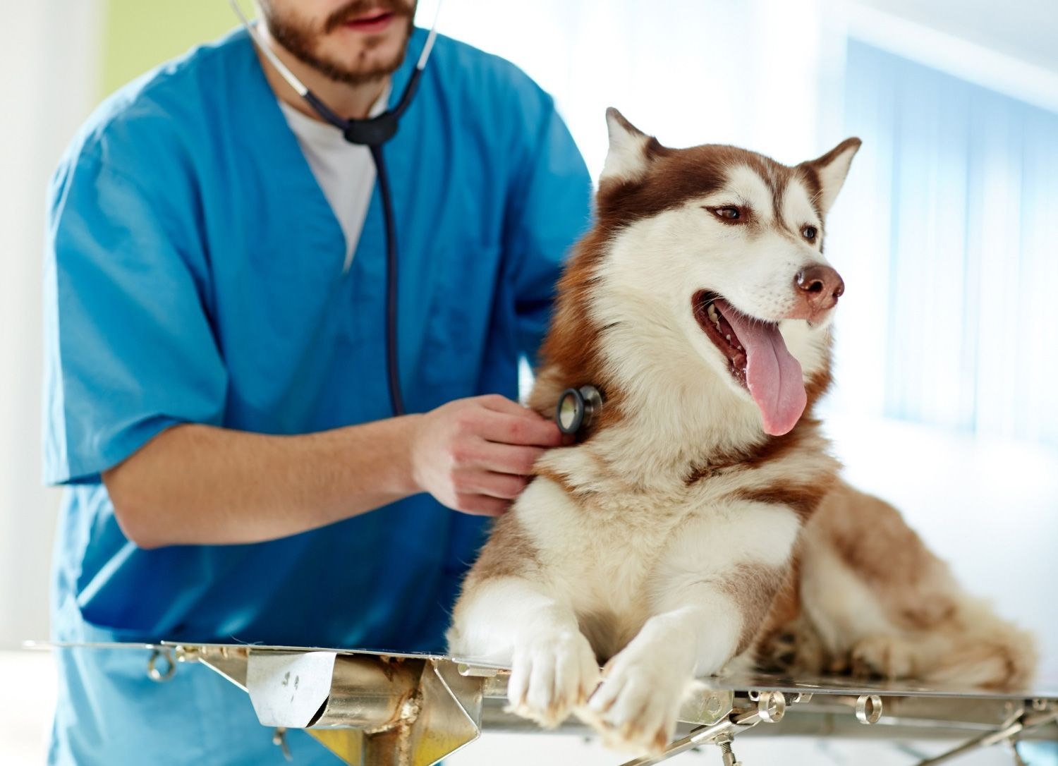 A veterinarian in blue scrubs uses a stethoscope to examine a happy Husky on a table