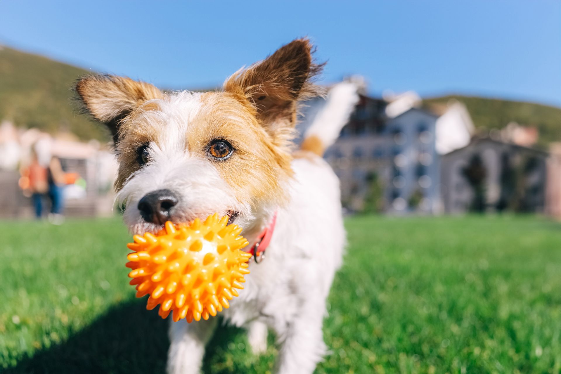 Dog with tan and white fur, holds a spiky orange ball in its mouth on green grass.
